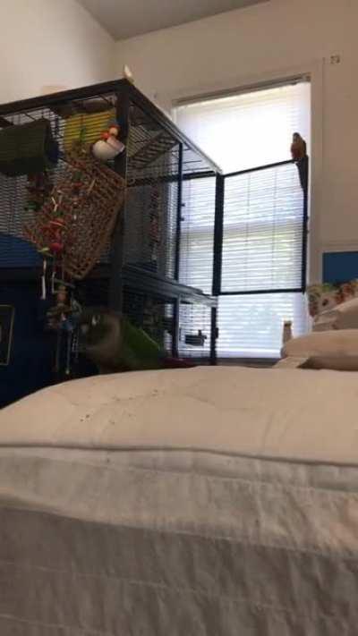 My green cheek Squid passed away this summer and I really miss his energy. He was straight chaos 24/7 and this was his favorite song😂