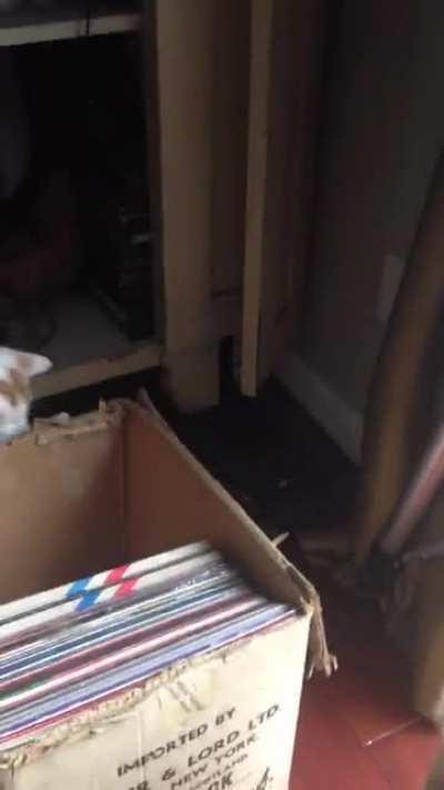 My mom sent me this video once I told her about this sub. Henry doesn’t know what to think of Stewie’s shenanigans