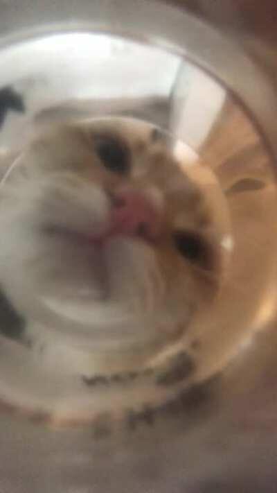POV: You’re my cats drinking bowl.