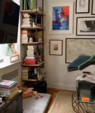 Corgi on a broomstick!