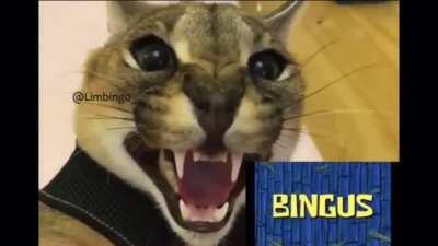 fuck bingus, all my homies hate bingus