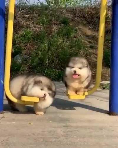 Two types of puppies...!