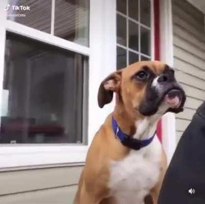 This dog&rsquo;s yawn....