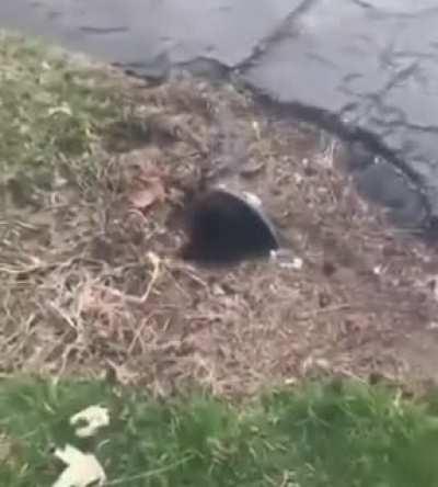 Unclogging a drain [Please excuse the rude sound effect]