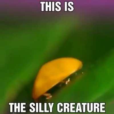 What type of bug is this little fella?