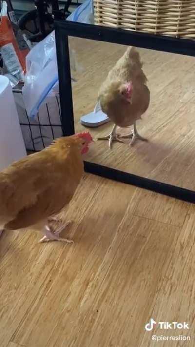 i can’t stop laughing at this