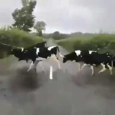 funny cattle ranch crosses the road.