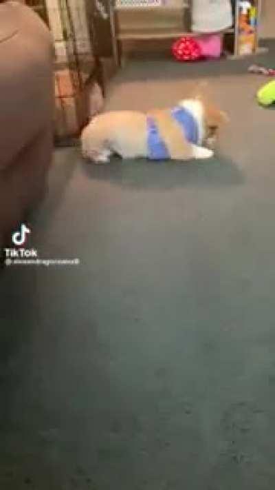 Corgi gets shoved too hard