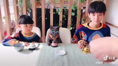 The cat is very clever