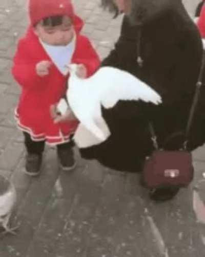 How to feed the birds