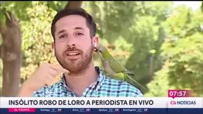 Parrot steals headphone from reporter.