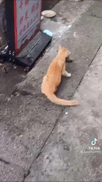 Advanced Catculations coupled with Super kitter reflexes!