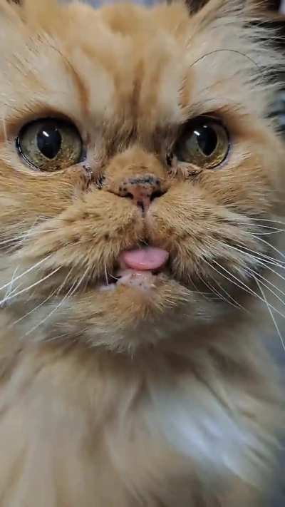 I startled Homer startling me