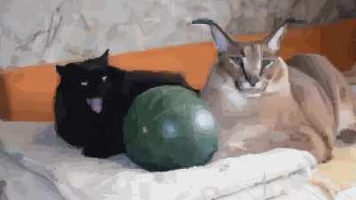 creation of the floppa