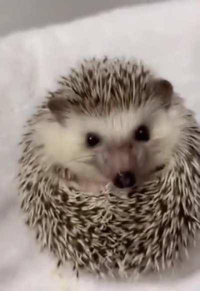 When the waiter brings food