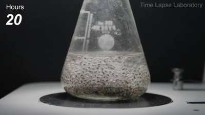 Chia Seed Hydration Time Lapse in Flask
