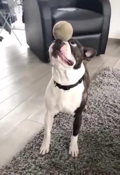 Awesome doggy ball control.