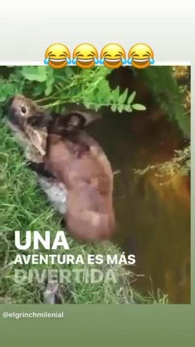 Una aventura es más divertida si huele a peligro...