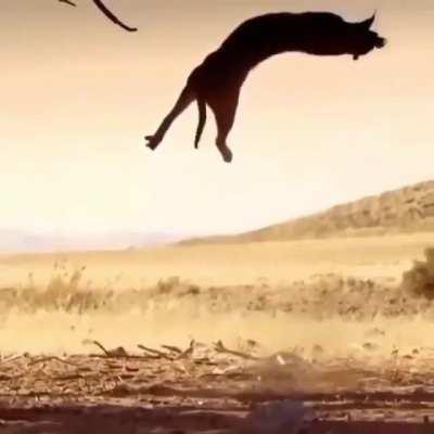 dont fuck wit da floppa😈