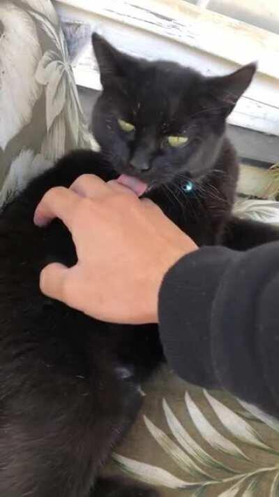 My cat turned into a squeaky toy when she’s startled