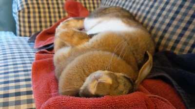 Complete flop deep relaxation. Nose twitch set to sloooowwww.