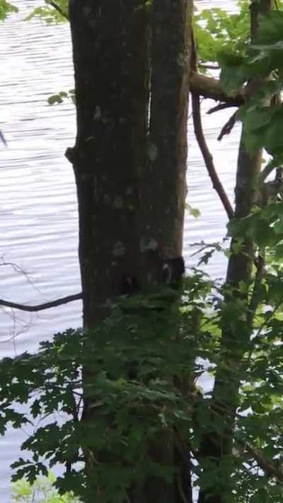 Two woodpeckers fighting over a tree in the Fells