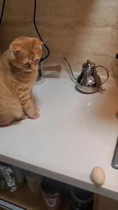 Anyway, my prankster broke the egg😼😼😼