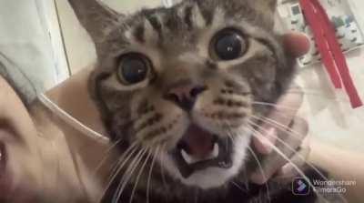 Cat’s reaction to getting a kiss