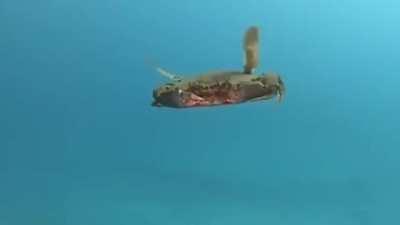 A flying crab 🦀