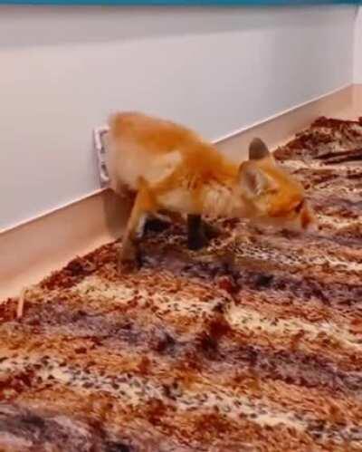 Daily Fox 109. Little Bridget is a fighter