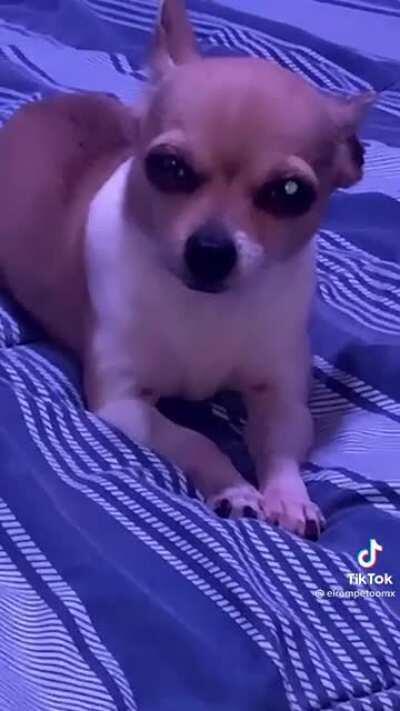 The dog is going ham