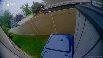 Our little backyard guest decided that an alternative exit route would be better on this rainy day