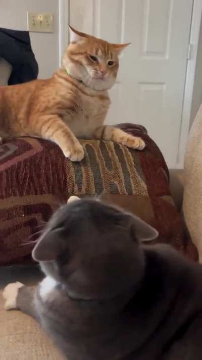 Cat Slap