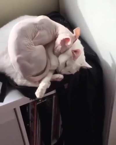 Моя мохнатая прелесть