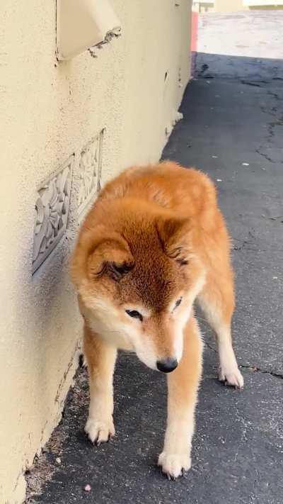 My 17 yr old blind and deaf Shiba loves the feeling of the warm dryer vent in the morning
