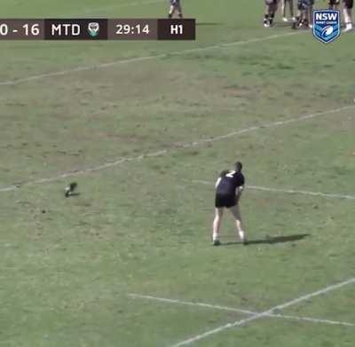 Cunt magpie continually swoops this poor bastard playing for the Forbes Magpies in a local footy match last weekend