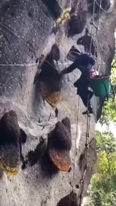 Collecting honey from wild bees in Vietnam