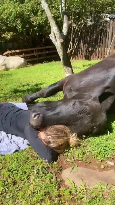 Is there anything as sweet as when your dog lays their head down on you and just wants to cuddle?