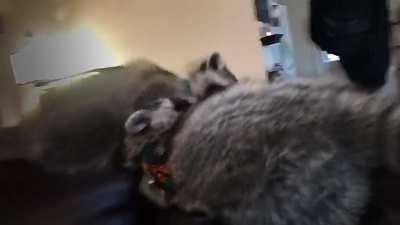 Reenactment of Scar dropping Mufasa 🦝🦁