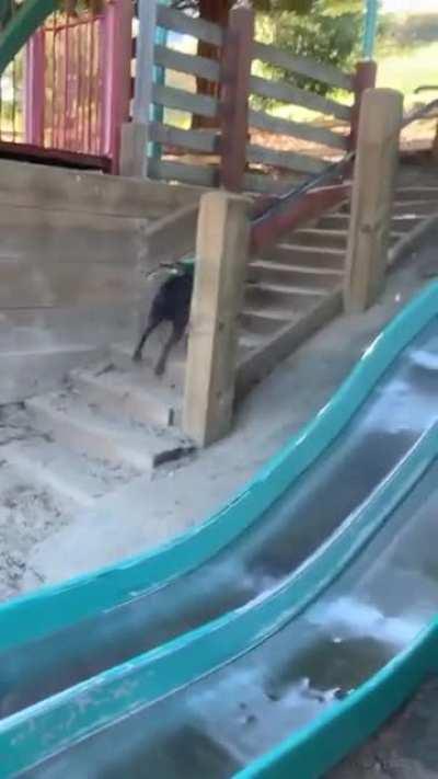 The way the dog runs back up for another go