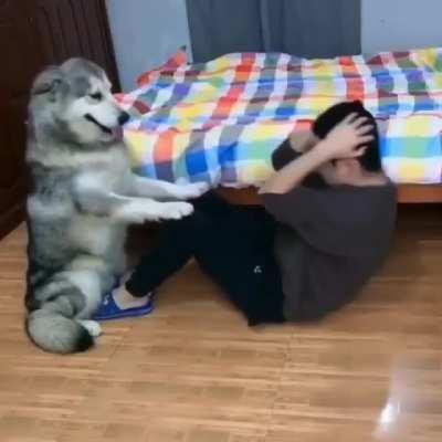 Dog happily ensures proper sit-up form