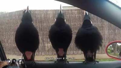 I never thought birds serenading could ever sound terrifying, but what do you think?