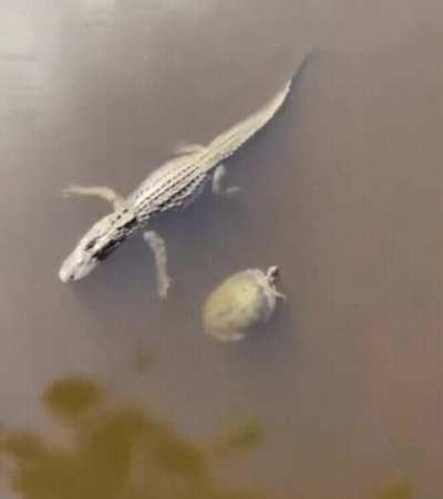 Alligator and turtle giving each other high five.