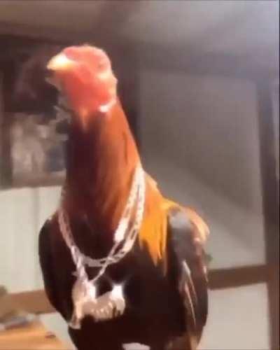 A video of my cock [NSFW]