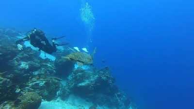 This is Charlie the old loggerhead with a propeller scar across his shell, popped out of nowhere barely got the camera on and shifted to the side before he ran me over!!! The Two divers I was guiding didn’t see it coming either and Charlie don’t move for 