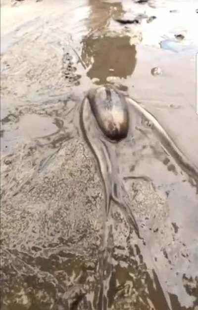 Something slithery slips stealthily to the solitude of its silent silo. (sorry)