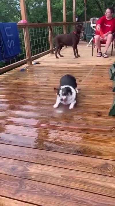 Charley was having too much fun with the hose this past weekend 😂