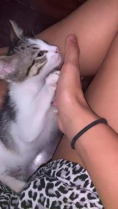 Today, I adopted a kitten. Meet Leo, my fur baby, the biggest purring machine, and a cuddler.