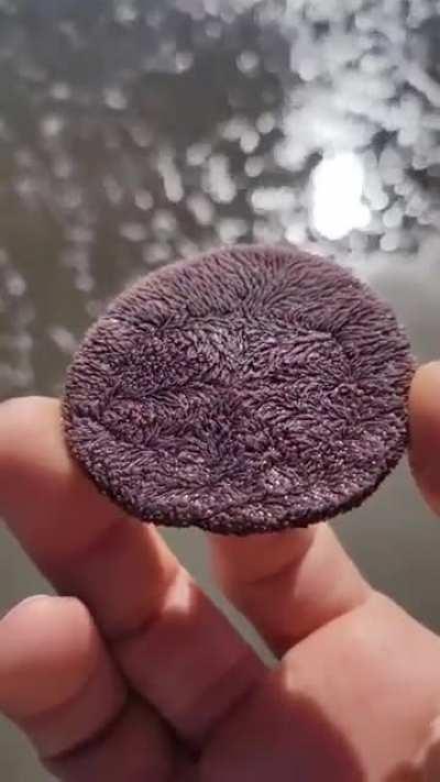 Thanks, I hate this 'sand dollar'