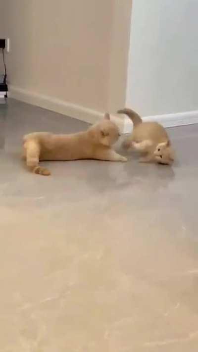 Peace was never an option *throws hands* *runs in smallcase*